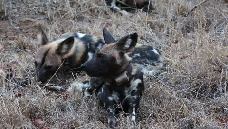 African-Wild-Dogs-Laid-in-Long,-Dry-Grass-Eating-a-Kill