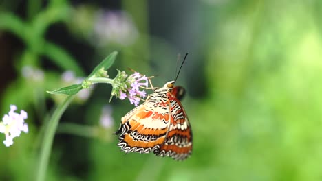 Mariposa-en-flor