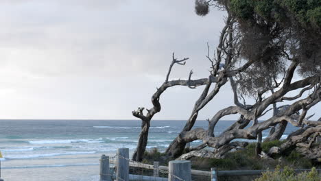 Verdrehte-Moonah-Bäume-An-Einem-Australischen-Strand