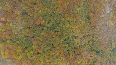Aerial-footage:-Looking-Down-On-Forest-Of-Balkans