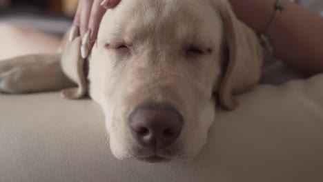 Close-up-picture-of-a-dog's-face,-who-has-his-eyes-closed-and-is-sleeping