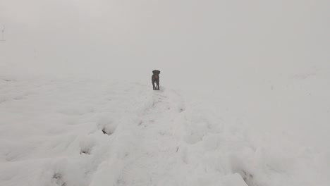 Black-labrador-dog-walking-directly-into-the-camera-on-snowy-mountain-with-fog