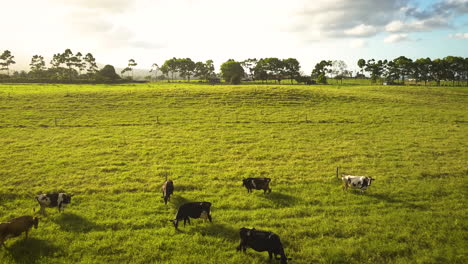 Cinematic-aerial-view-of-a-herd-of-cows-in-a-tropical-field