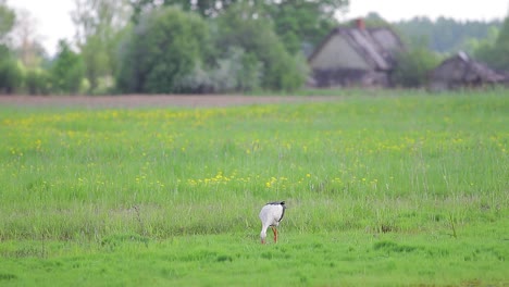 White-stork-walking-and-looking-for-food-or-hunting-in-countryside