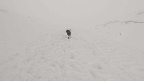 Perro-Negro-Caminando-Hacia-La-Cámara-En-La-Nieve