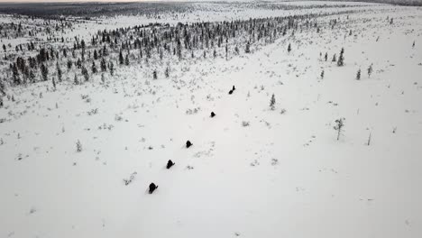 Drone-Vista-De-Snowscooting-En-Saariselka,-Laponia,-Finlandia
