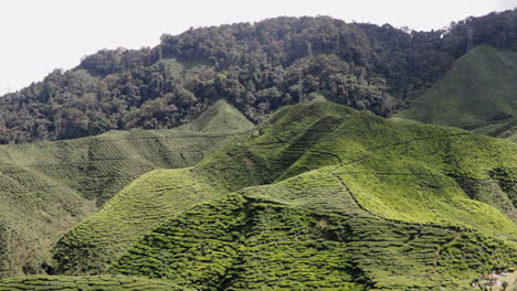 Panning-scenic-view-over-big-tea-plantation-in-Cameron-Highlands