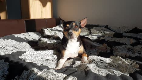 Cute-spanish-Ratonero-Bodeguero-Andaluz-dog-laying-on-bed-in-sunshine,-relaxing