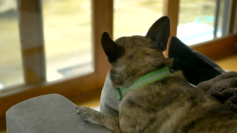 Ein-Kleiner-Süßer-Brauner-Kurzhaar-innenhund-Sitzt-An-Einem-Regnerischen-Tag-Auf-Der-Couch-Und-Schaut-Ruhig-Aus-Dem-Fenster-In-Den-Hinterhof
