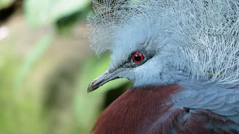 Close-up-shot-of-southern-crowned-pigeon-in-profile-looking-around