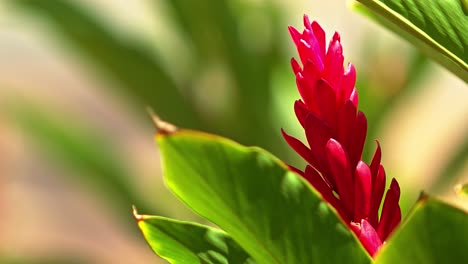 Extreme-close-up-shot-of-a-Red-Shell-Ginger-flower