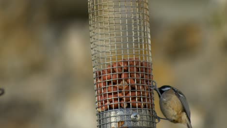 A-coal-tit-swinging-and-eating-on-a-peanut-bird-feeder