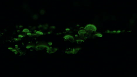 El-Hongo-Bioluminiscente-Panellus-Stipticus-Va-En-La-Oscuridad-De-La-Noche