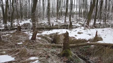 Panoramic-view-of-the-winter-forest-with-tree-trunks-fallen-being-cut-by-beavers