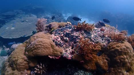 Fliegen-über-Ein-Natürliches-Aquarium-Mit-Großen-Korallenstrukturen