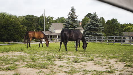 Two-horses-eating-grass-on-a-pasture-near-a-farm-house