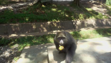 Slomo-shot-of-a-Blue-Monkey-grabbing-a-Banana-from-Tourist-in-Point-of-View-shot-and-Holding-on-to-it