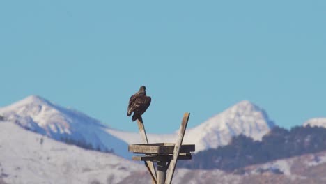 Juvenile-bald-eagle-perching-on-a-pole-and-then-taking-off