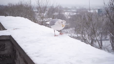 European-herring-gull-sitting-on-snowy-ledge-and-catching-food-thrown-at-it