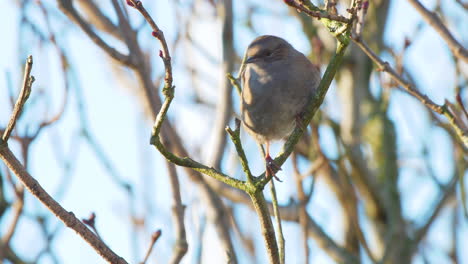 Dunnock-bird-perching-in-bush-in-a-UK-garden