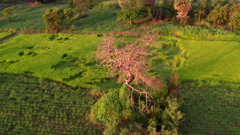 Drohnenaufnahmen-Aus-Der-Luft,-Die-Sich-Um-Einen-Wunderschönen-Baum-Inmitten-Eines-Reisfeldes-In-Kambodscha-Drehen