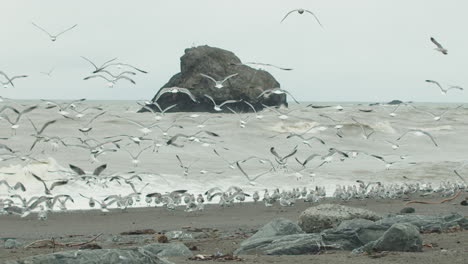 Slow-motion-wide-shot-of-a-flock-of-seagulls-as-they-take-flight