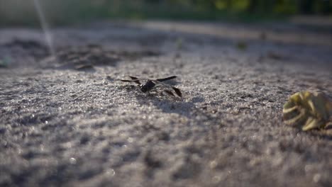Slomo-Nahaufnahme-Einer-Afrikanischen-Schwarzen-Libelle,-Die-Am-Ende-Wegfliegt