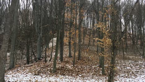 Walking-through-forest,-Winter-season