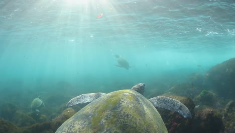 Schildkröte,-Die-Durch-Den-Ozean-Schwimmt