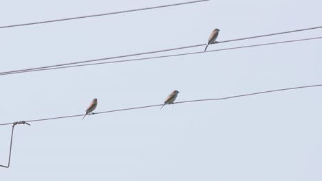 Indian-Silverbill-sparrows-sitting-on-a-electric-cable-with-blue-sky-in-back-stock-video