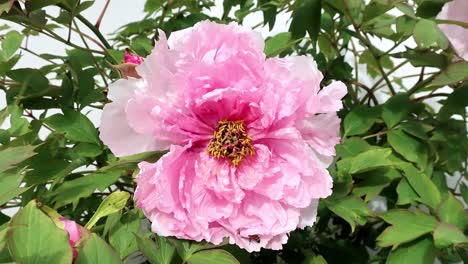 Pink-Tree-peonies-are-long-lived,-hardy-shrubs,The-common-name-is-misleading-as-they-are-not-trees-but-deciduous-shrubs