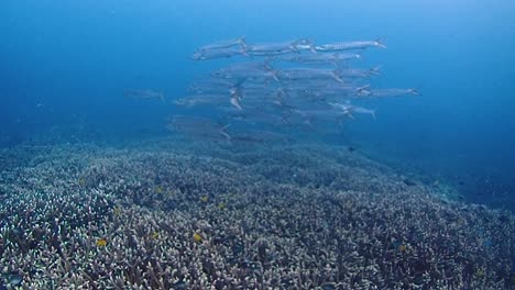 Una-Escuela-De-Barracudas-Juveniles-Cuelga-Alrededor-De-Un-Fondo-Marino-Lleno-De-Impresionantes-Corales-De-Acropora