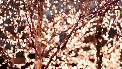 Feiertagslichter-Blinken-Und-Leuchten-Hinter-Einem-Baum,-Der-Ebenfalls-Mit-Feiertagslichtern-Geschmückt-Ist