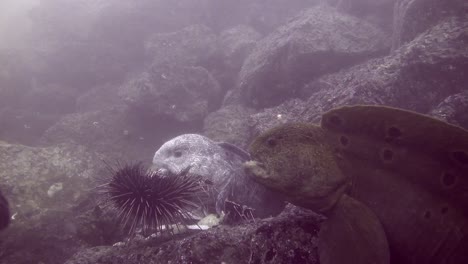 Wolf-Eels-share-an-urchin