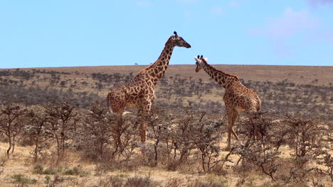 One-Reticulated-Giraffe-Walking-Past-Another-in-the-Serengeti-of-Tanzania-on-a-Hot-Sunny-Day