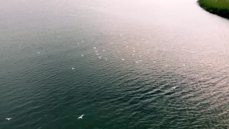 Aerial-slow-motion-shot-of-seagulls-flight-over-water