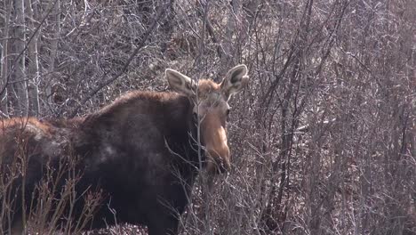 Moose-eats-small-branches,-looks-cute