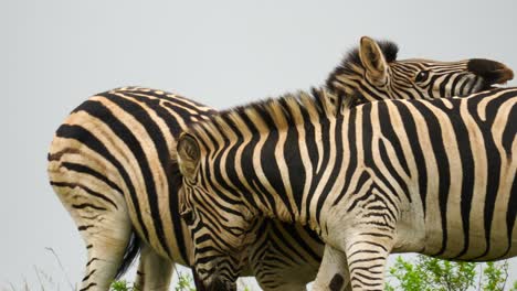 Slow-motion:-Close-up-of-two-zebra-stallions-fight-and-try-to-bite-each-other's-ankles