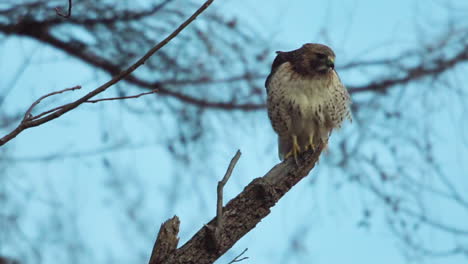 Red-tailed-hawk-stands-on-a-tree-branch,-looking-around-and-surveying-its-surroundings-in-slow-motion