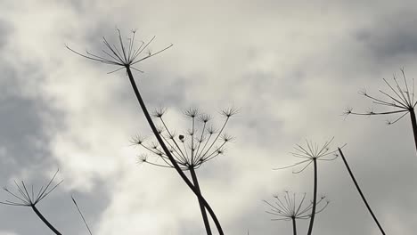 Desolated-scene-of-winter-weeds-against-cloudy-sky