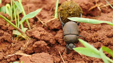 Slow-motion-Dung-beetle-close-up-rolls-small-dung-ball-over-rough-dirt-ground-between-tufts-of-grass