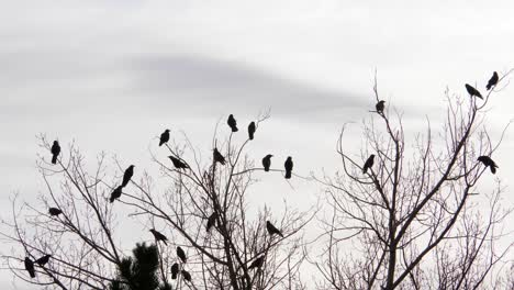 Murder-of-Crows-atop-a-tree-flys-away