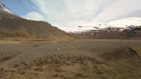 Alces-Salvajes-En-Islandia-Pastando-En-Pastos-De-Montaña