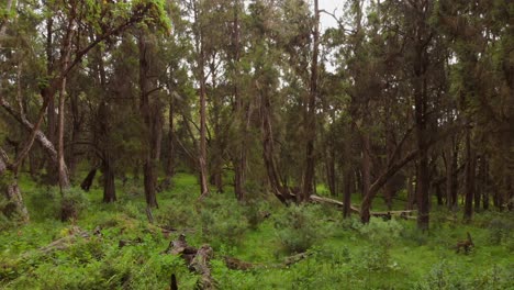 Un-Bosque-Verde-Y-Exuberante-En-Las-Laderas-Del-Monte-Kenia