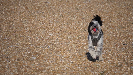 Entzückender-Labradoodle-hund-An-Einem-Kiesstrand-In-Großbritannien,-Der-Mit-Einem-Ball-Im-Mund-Auf-Die-Kamera-Zuläuft