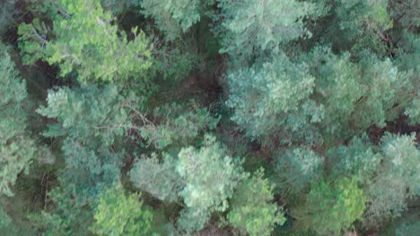 Aerial-view-of-an-English-forest