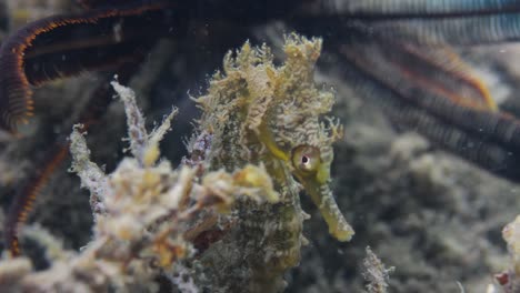 A-seahorse-resting-on-some-seaweed-swaying-in-the-ocean-current