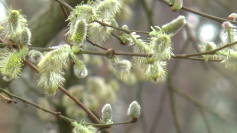 Detail-of-a-male-flowering-catkin-on-a-willow