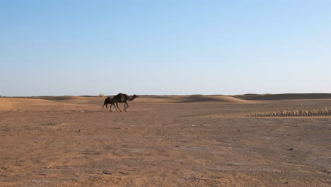 Camels-in-the-Moroccan-Sahara,-static-handheld-shot