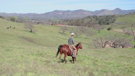 nearing-the-bottom,-the-cowboy-guides-his-horse-through-the-hills-to-finish-the-ride